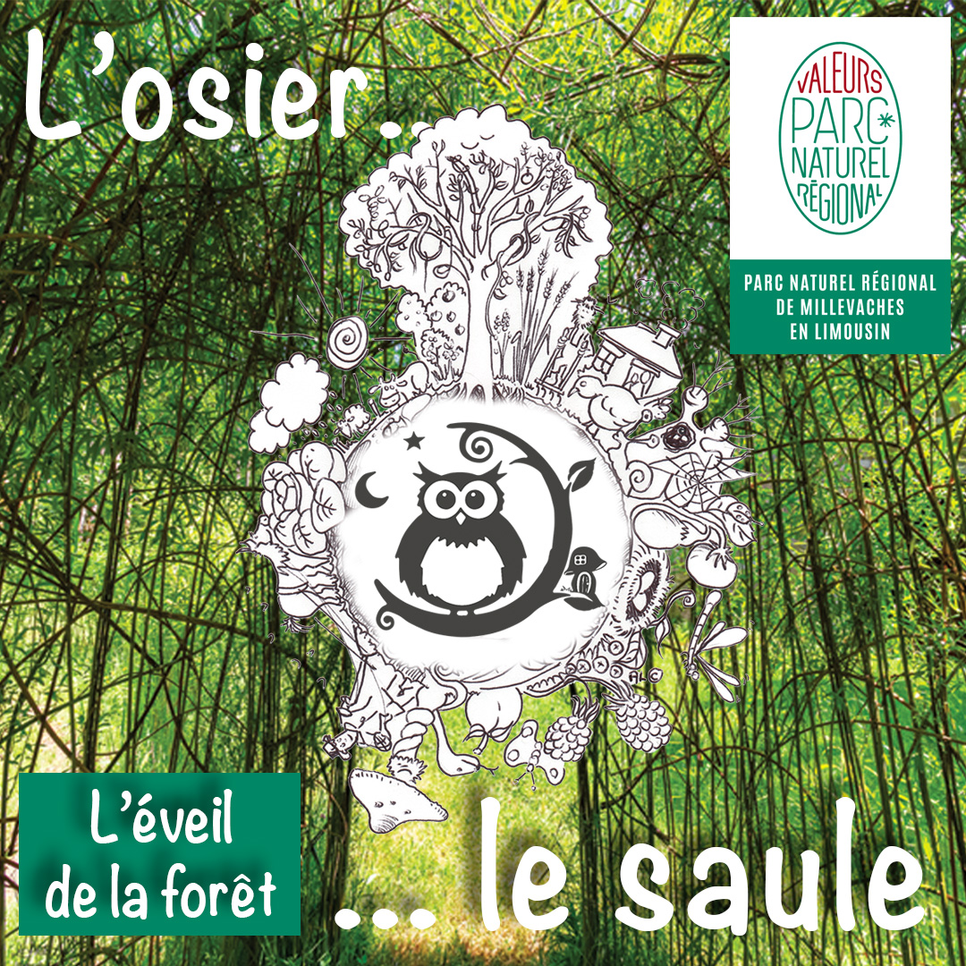 Une journée sur l’osier (saule) avec Serge Mazaud