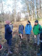 salicetumsauleeveildelaforet