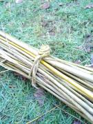 sauleosiereveildelaforet