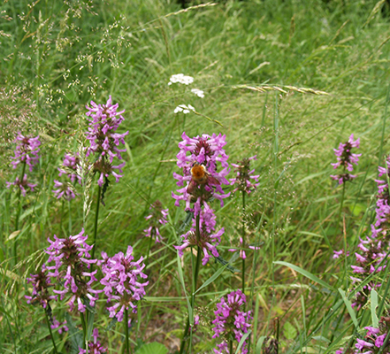 fleurs pollinisateur