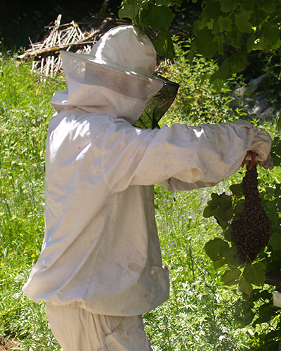 grappe essaim abeilles